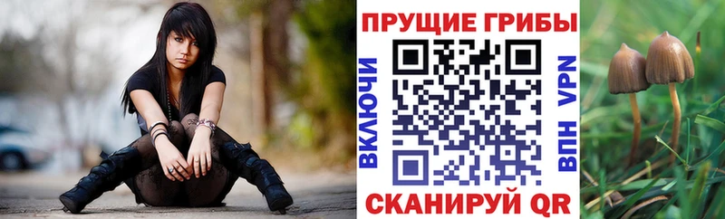 Галлюциногенные грибы Psilocybe  Ковылкино 